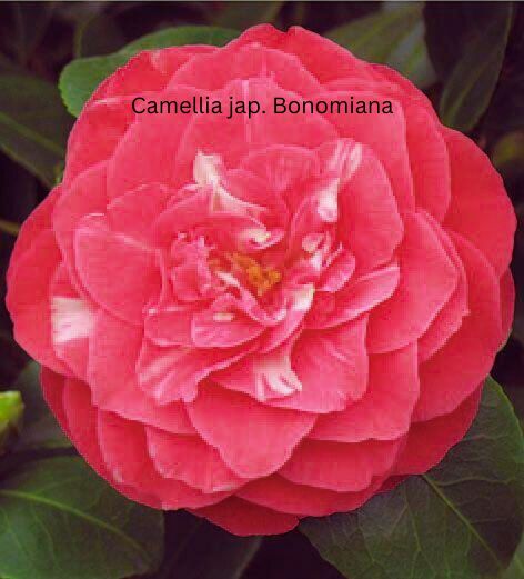 Camellia japonica weiß-rot, Kamelien mit weiß-roten Blüten (zweifarbig)